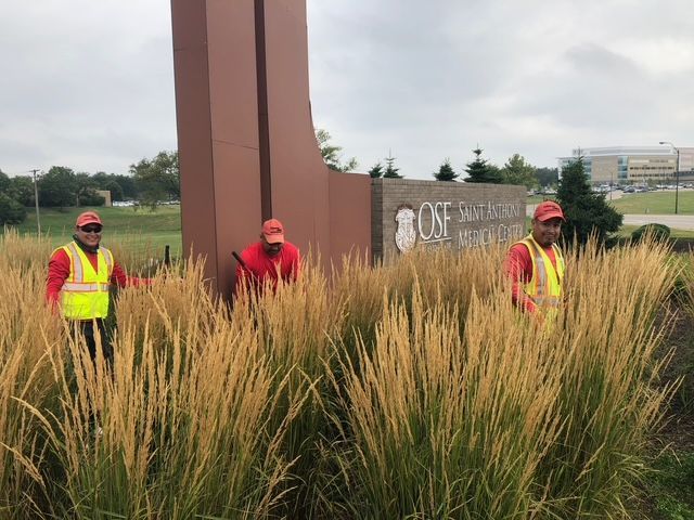 Three workers in red shirts and reflective vests standing in tall grass in front of an OSF medical center sign.