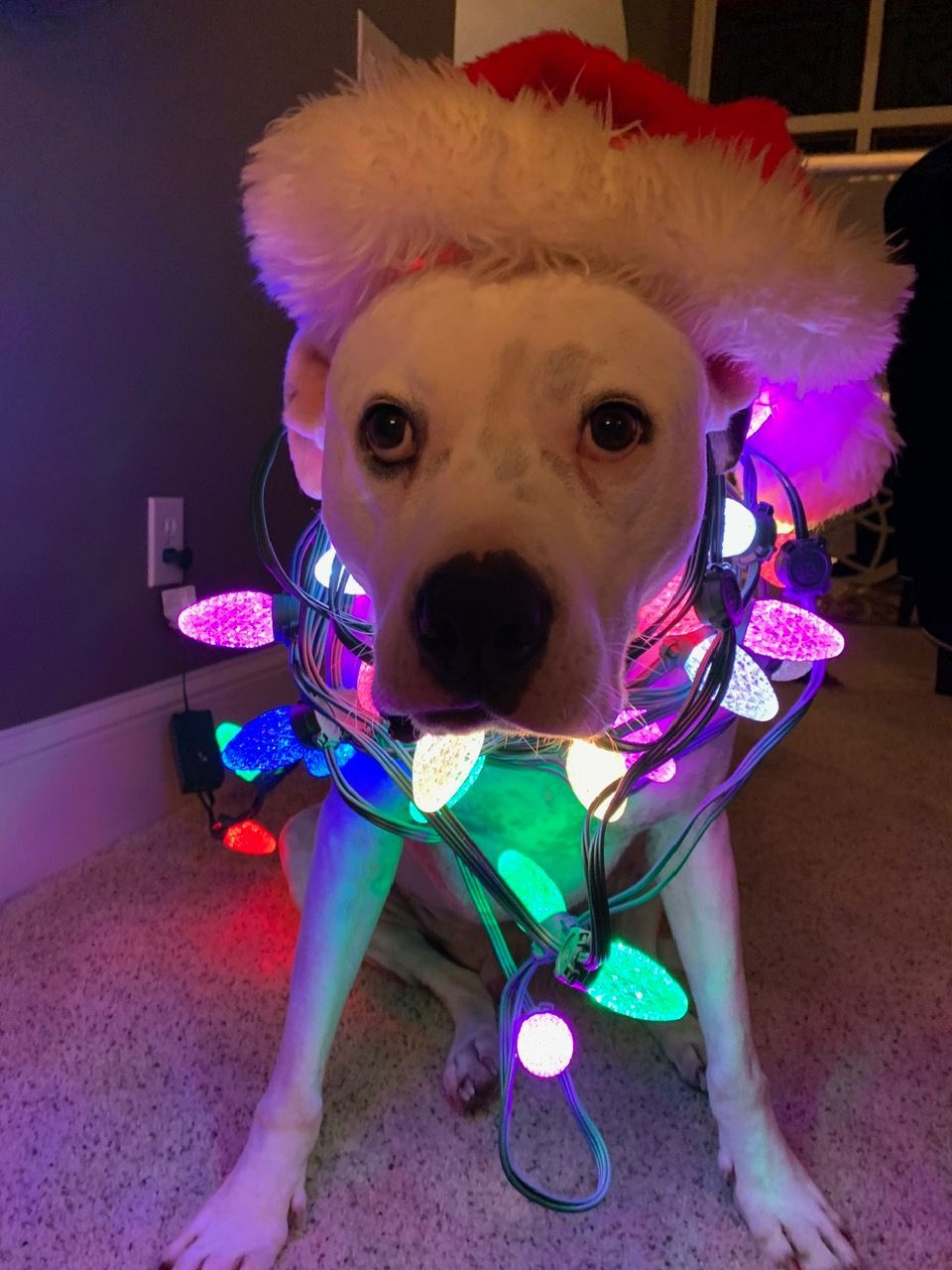 A white dog wearing a Santa hat and wrapped in colorful, glowing Christmas lights, sitting on a carpeted floor.