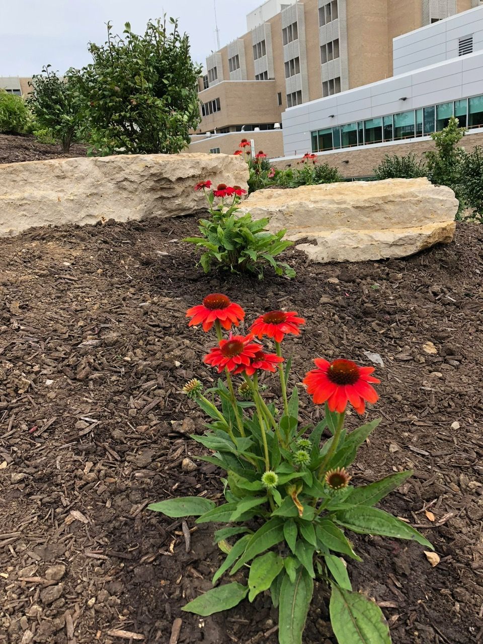 Bright orange coneflowers in a garden bed with large landscaping rocks and a modern building in the background.