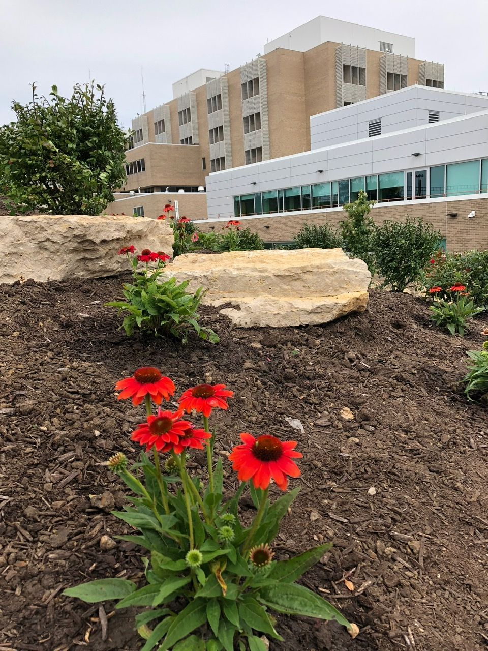 A cluster of vibrant orange coneflowers in a mulched garden bed in front of a multi-story building and large stone slabs.