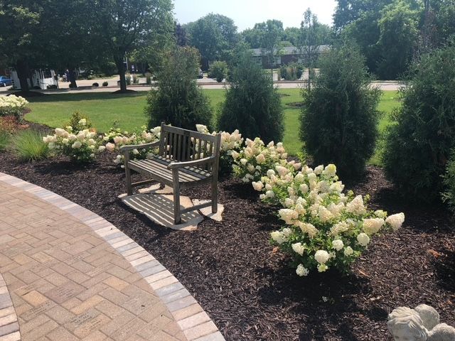 A wooden garden bench sits on a stone pad within a mulch bed, surrounded by white flowering bushes and evergreen shrubs.