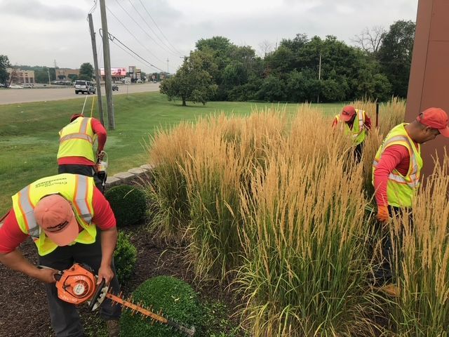 Three landscaping workers in high-visibility vests prune ornamental grasses and shrubs alongside a road.