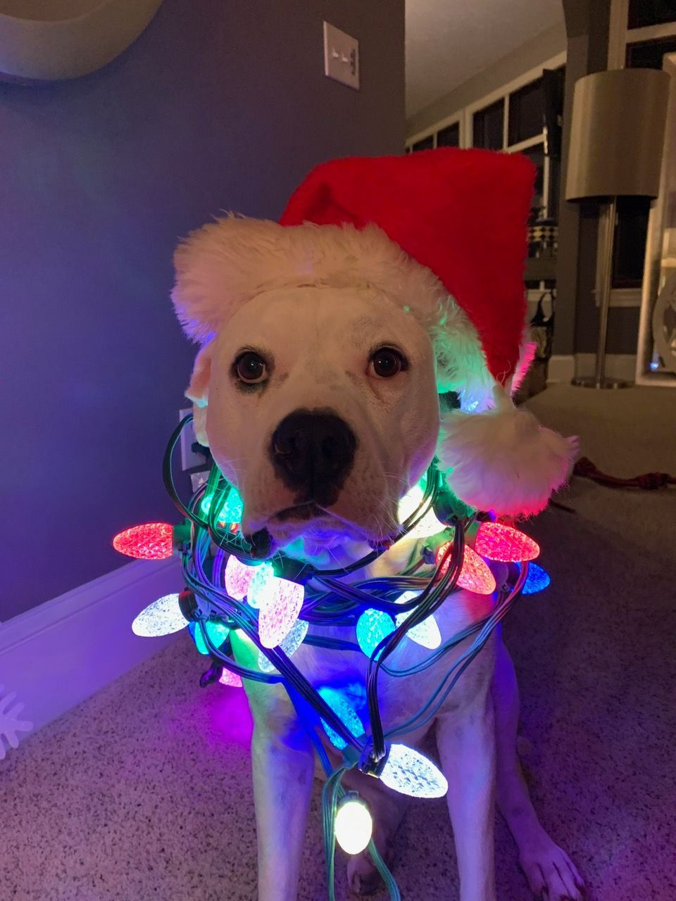 A white dog wearing a red Santa hat, wrapped in colorful glowing Christmas lights in a dimly lit room.