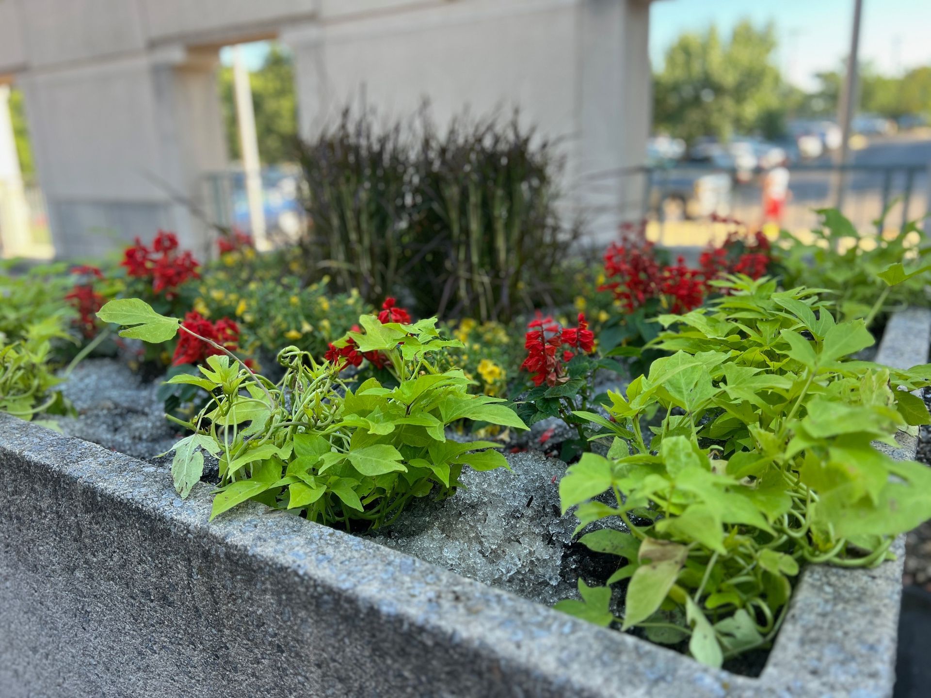 A rectangular concrete planter filled with vibrant red flowers, bright green foliage, and tall grass in an outdoor setting.