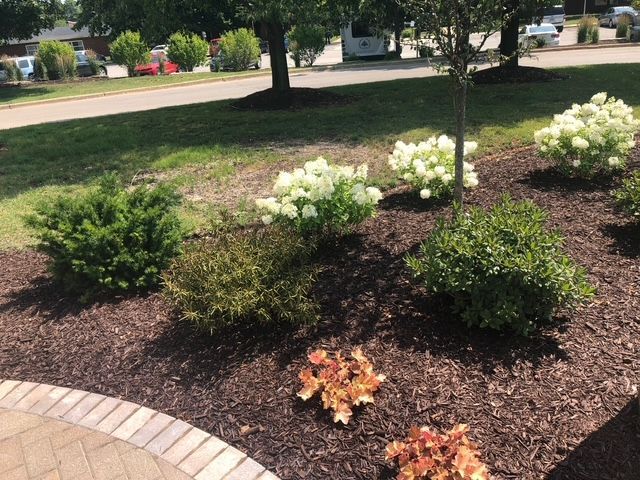 A garden bed features white-flowered shrubs, dark green bushes, and small orange-toned plants mulched in front of a lawn.