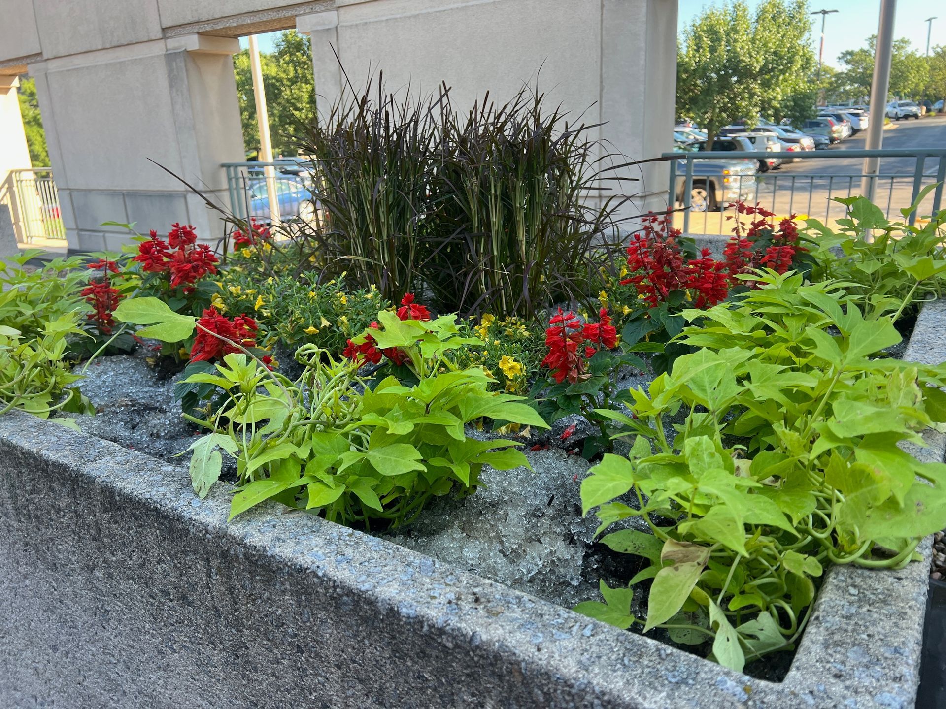 A concrete planter box filled with red flowers, tall brown grasses, and bright green foliage in an outdoor setting.