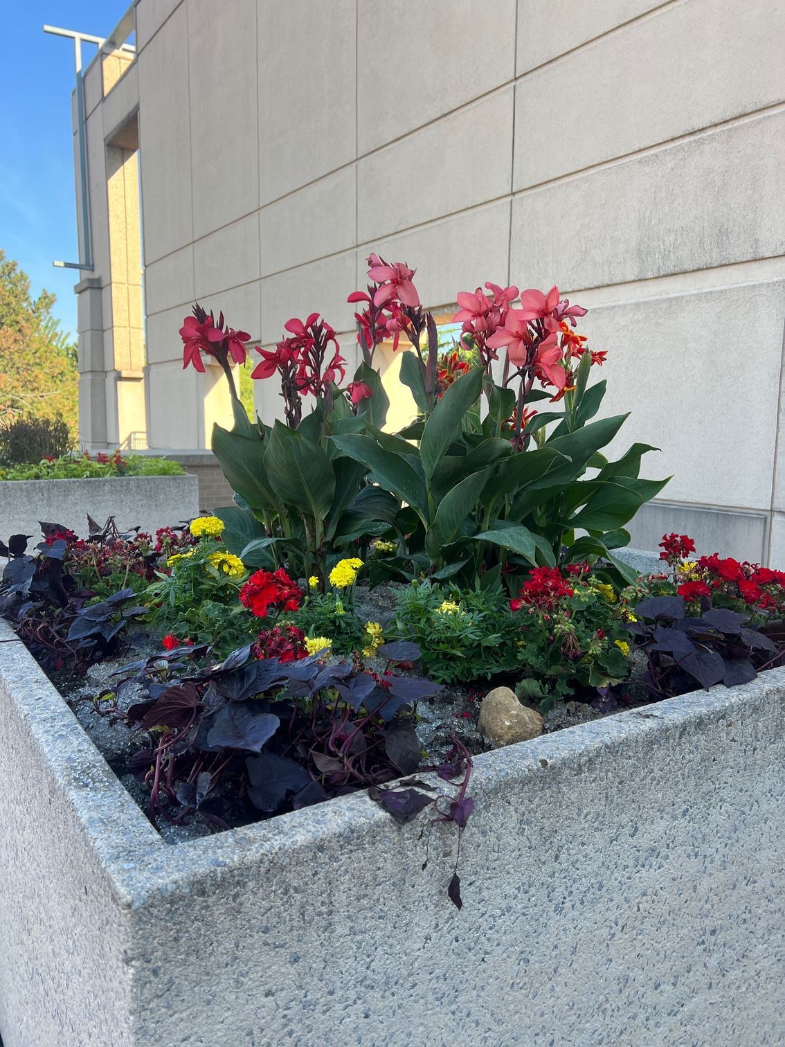 A rectangular concrete planter box filled with red canna lilies, yellow marigolds, and dark purple foliage.