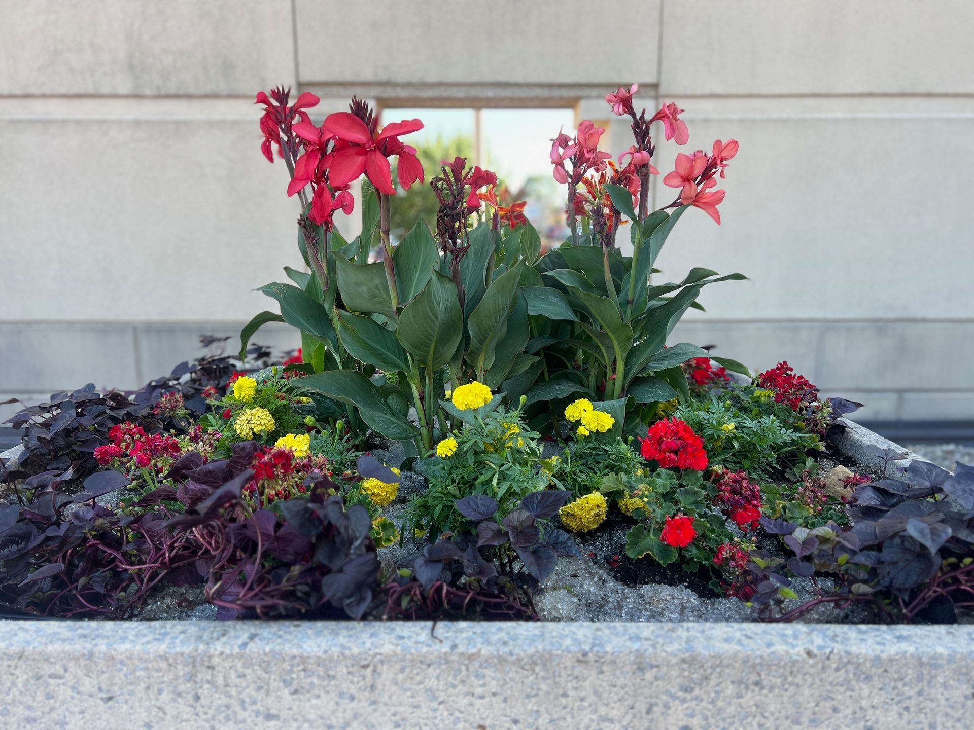 A concrete planter filled with tall red canna lilies, bright yellow marigolds, red flowers, and dark purple foliage.