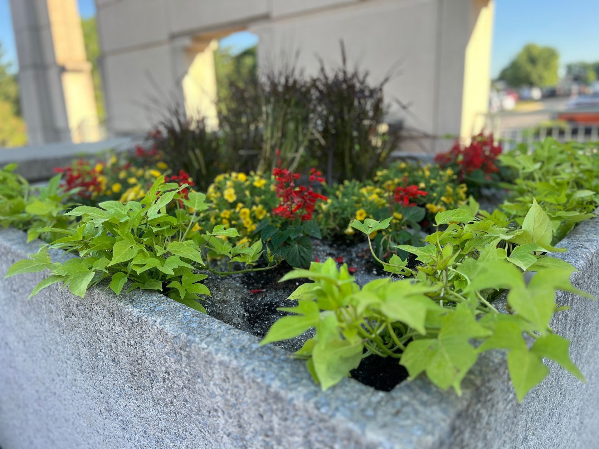 A stone planter containing bright green sweet potato vines, yellow flowers, and red salvia, set against a park building.