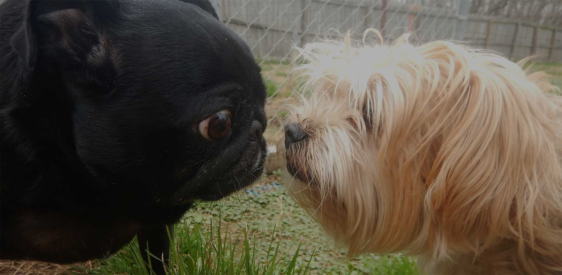A black pug and a light-colored, long-haired dog face each other closely outdoors in a grassy area.