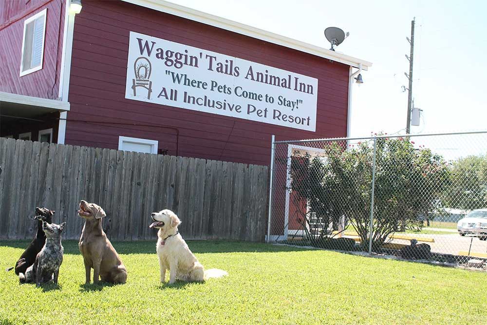 Four dogs sit on grass in front of a red building marked