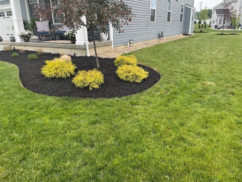 A small tree and four yellow shrubs surrounded by black mulch in front of a grey-sided house with a green lawn.