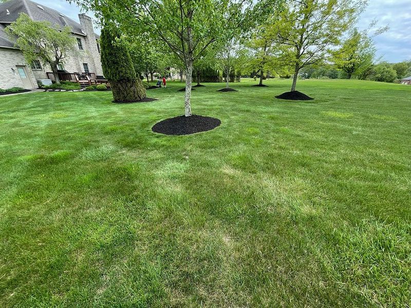 A large green lawn featuring several trees with fresh black mulch rings, with a stone house visible in the background.