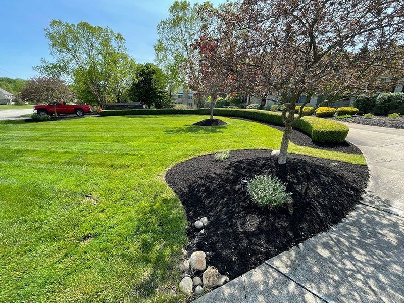 A front lawn with a curved mulch bed, a tree, a manicured hedge, and a concrete driveway under a clear blue sky.