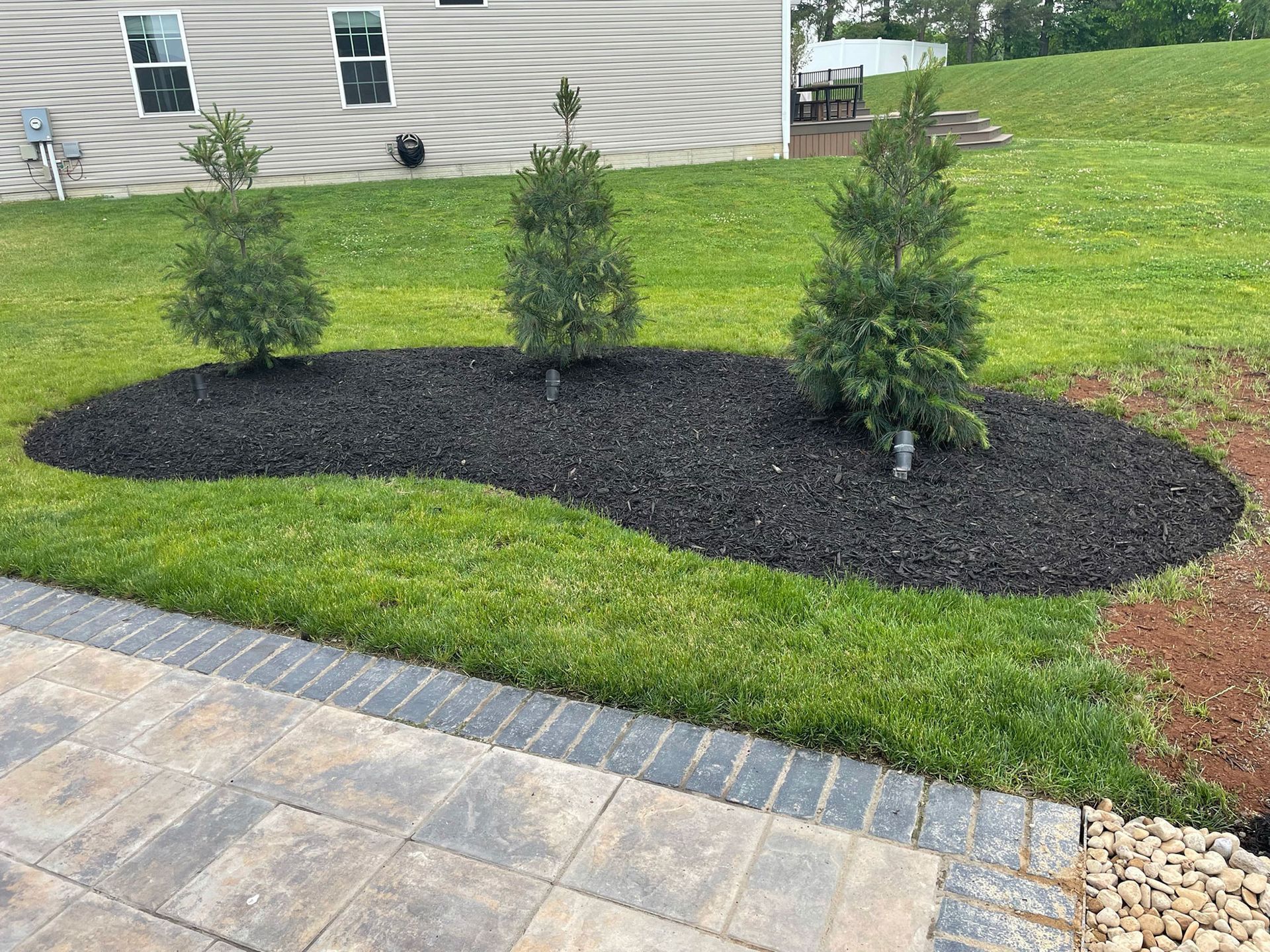 Three small evergreen trees centered in a kidney-shaped garden bed filled with dark mulch, next to a paved stone patio.