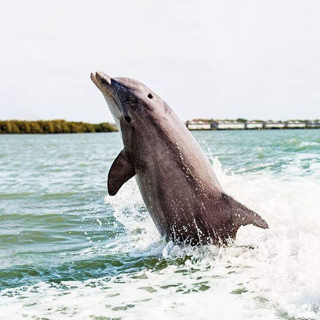 A dolphin is jumping out of the water