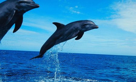 Two dolphins are jumping out of the ocean