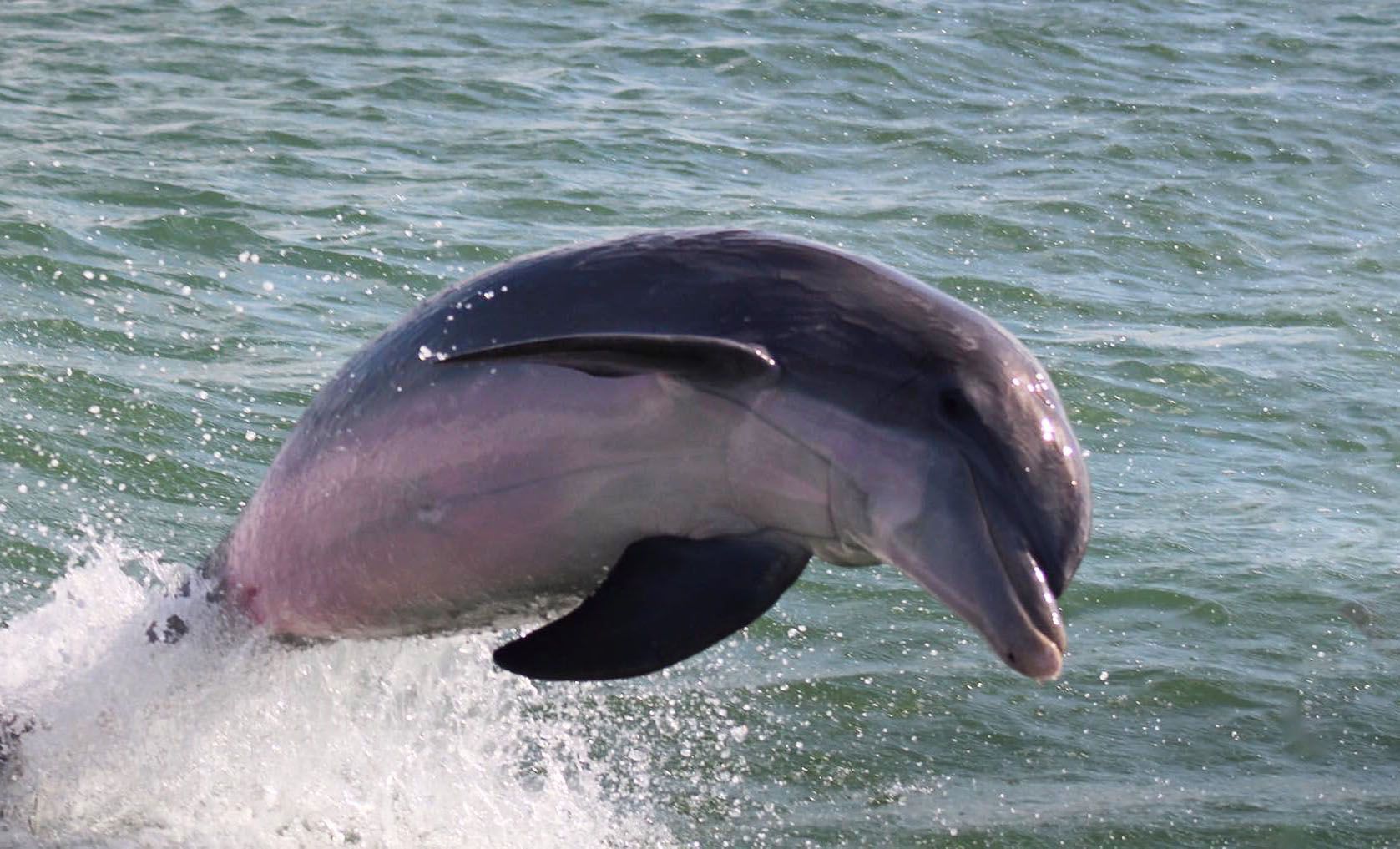 A dolphin is jumping out of the water.