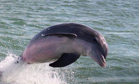 A dolphin is jumping out of the water.