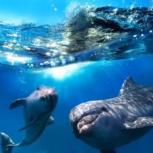 Two dolphins are swimming together in the ocean