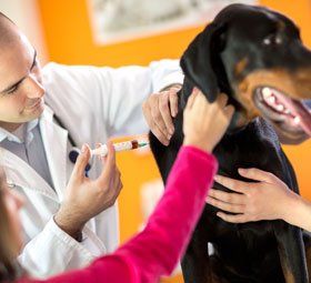 Dog vaccination