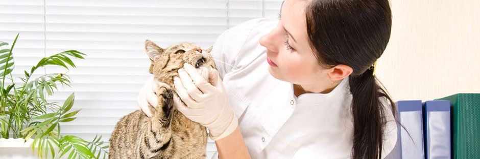 Cat dental check