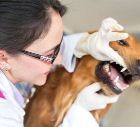 Dog dental check