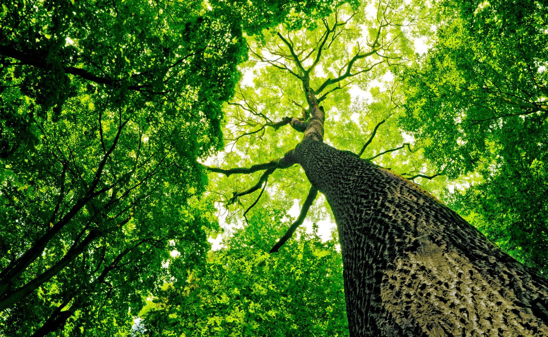 Tree Services Rockford IL Loves Park IL Wings Tree Care