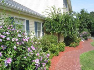 Brick pathway lined with pink flowering bushes and green shrubs, next to a yellow house with blue shutters.