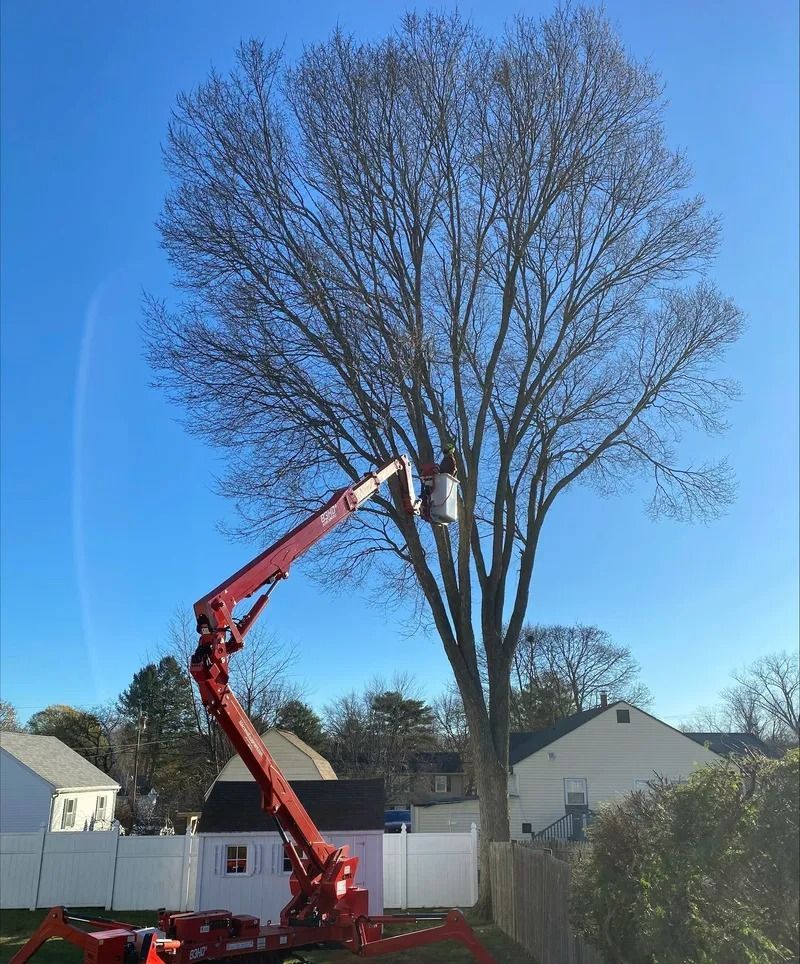 A cherry red tree lift trimming a tall bare tree against a clear blue sky in a suburban neighborhood.