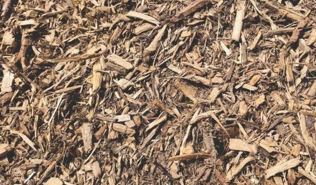 Brown wood chips and mulch covering the ground