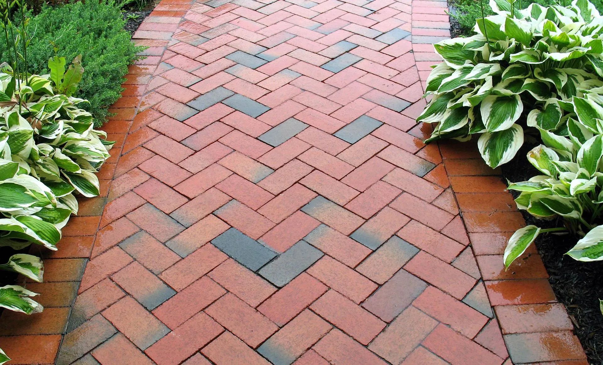 Brick garden path bordered by green and white hostas