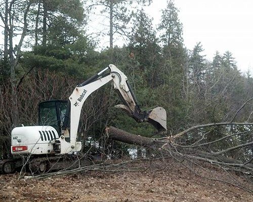 Tree Removal