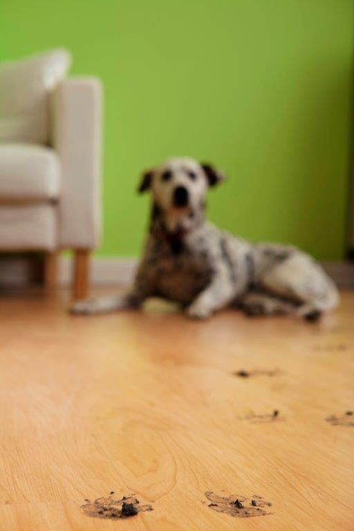 Dog with muddy paws on wood floor near a couch and green wall.