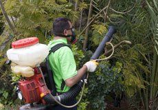 man spraying treatments to the tree