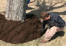 man nourishing the tree with fertilizers