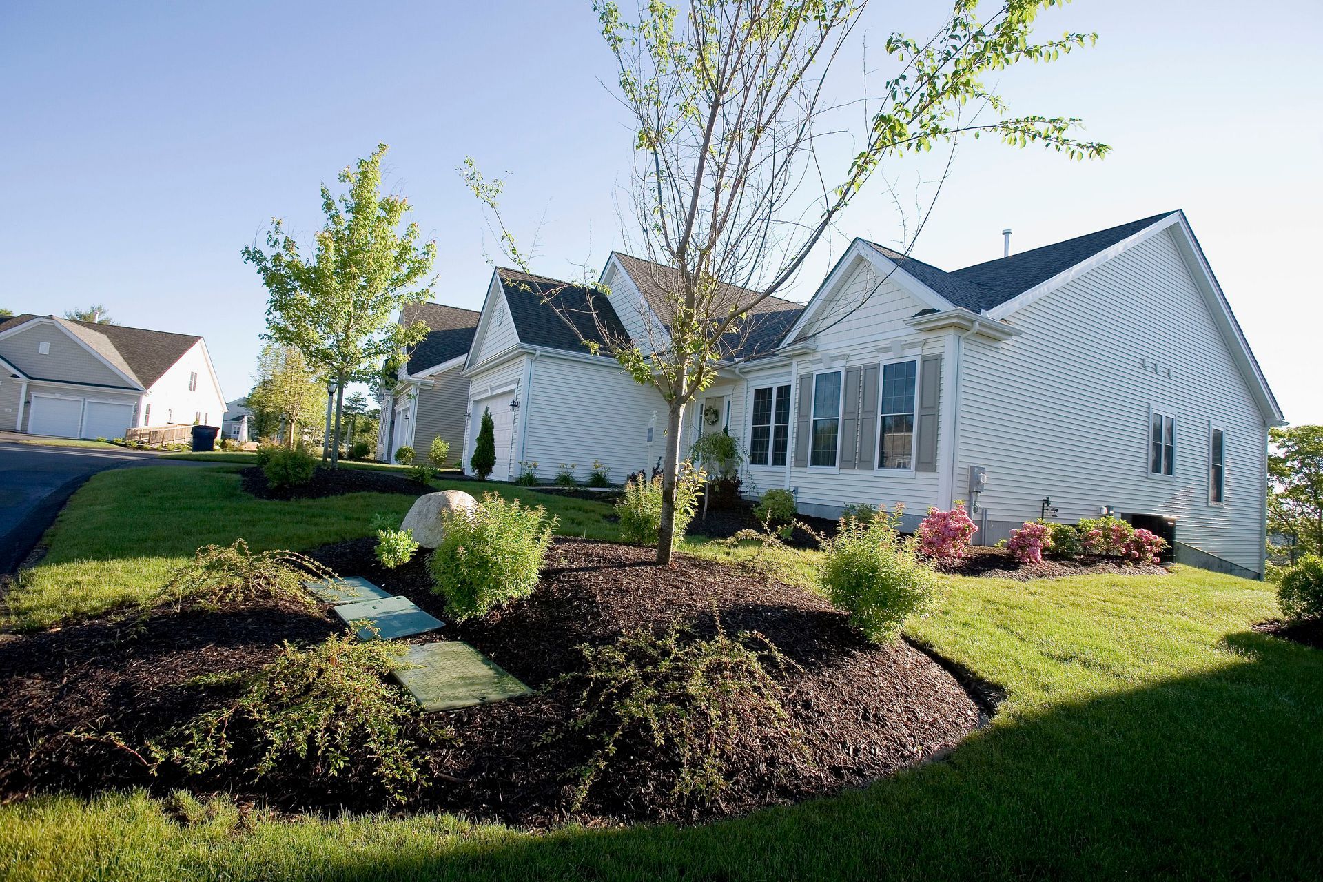 Tree Root Zones Explained: What Every Homeowner Should Know Before Digging
