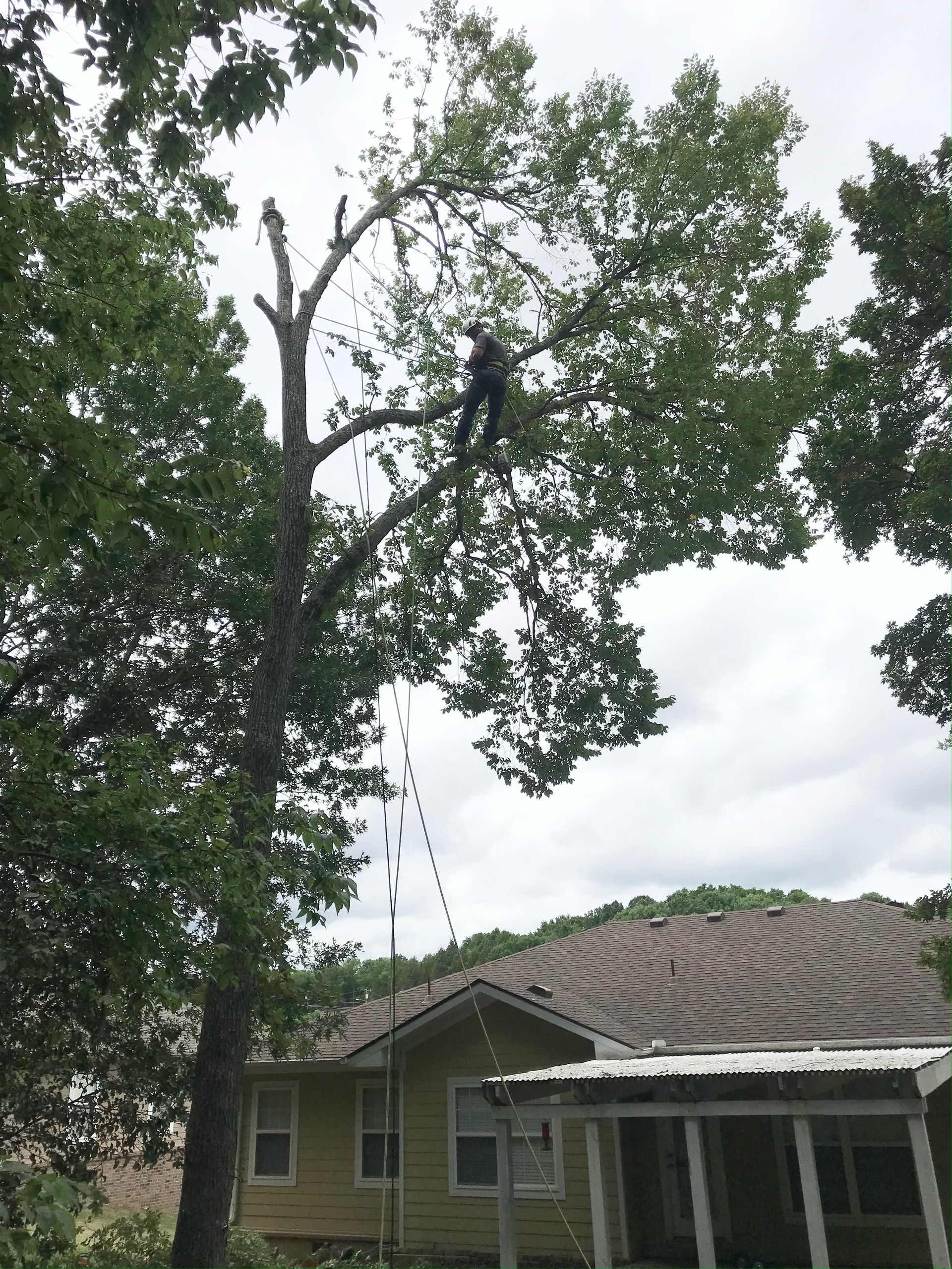 A man is climbing a tree in front of a house