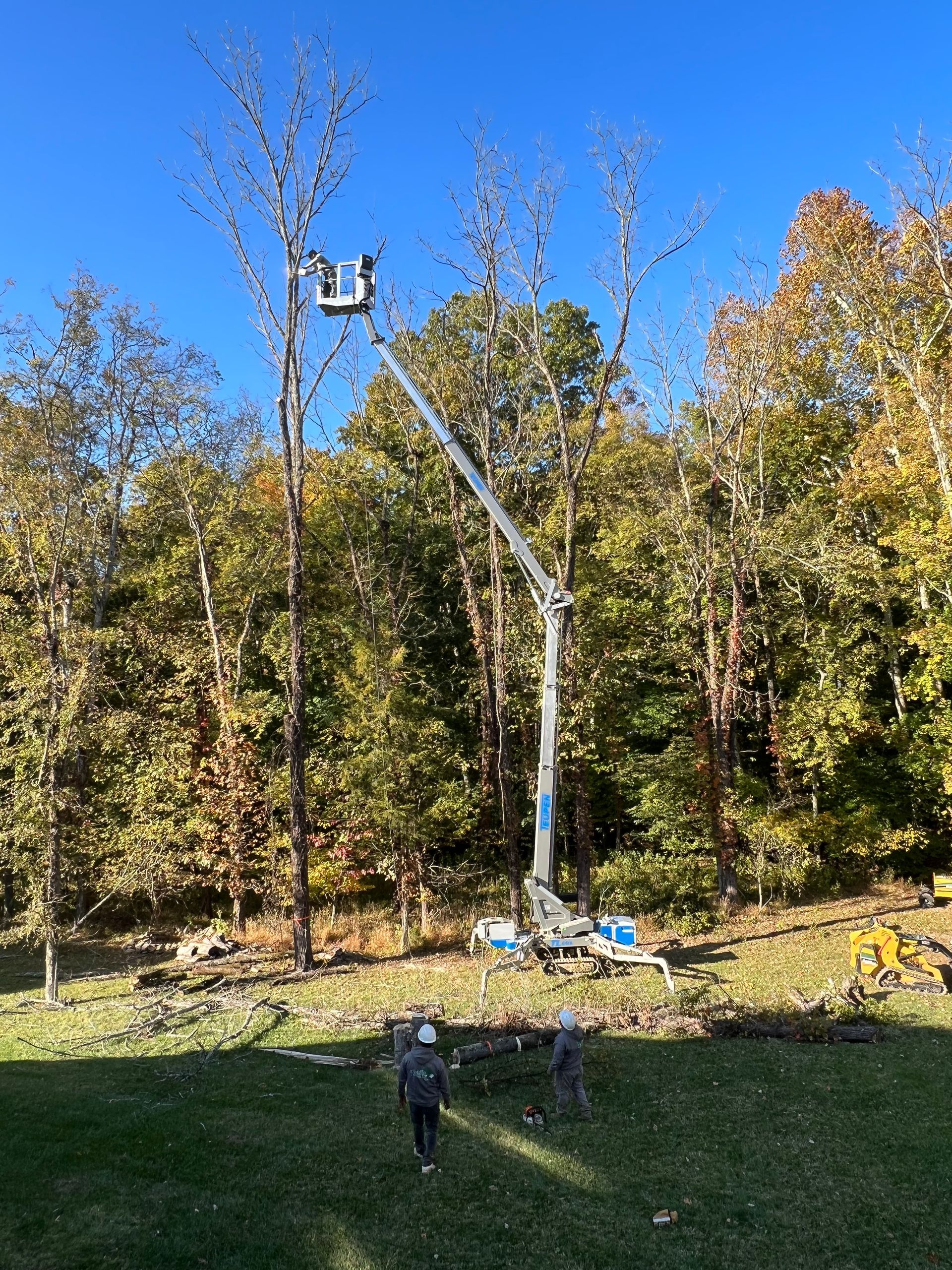 A man is cutting a tree with a crane in the woods.