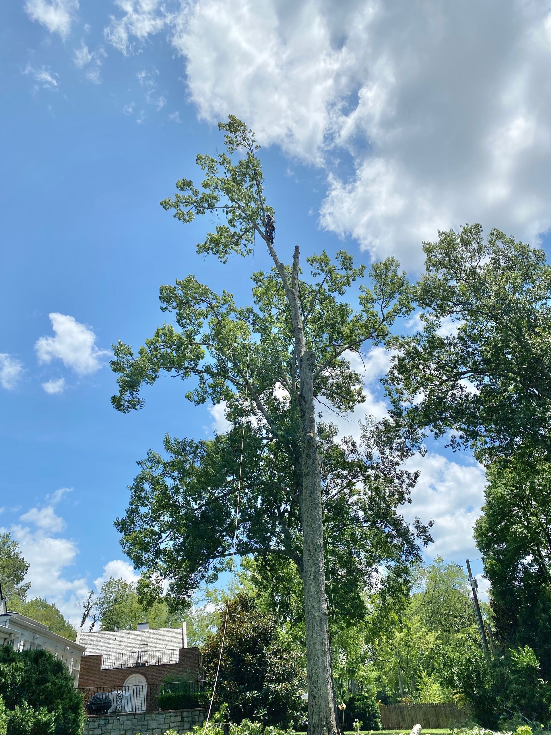 A tree is being cut down in front of a house on a sunny day.