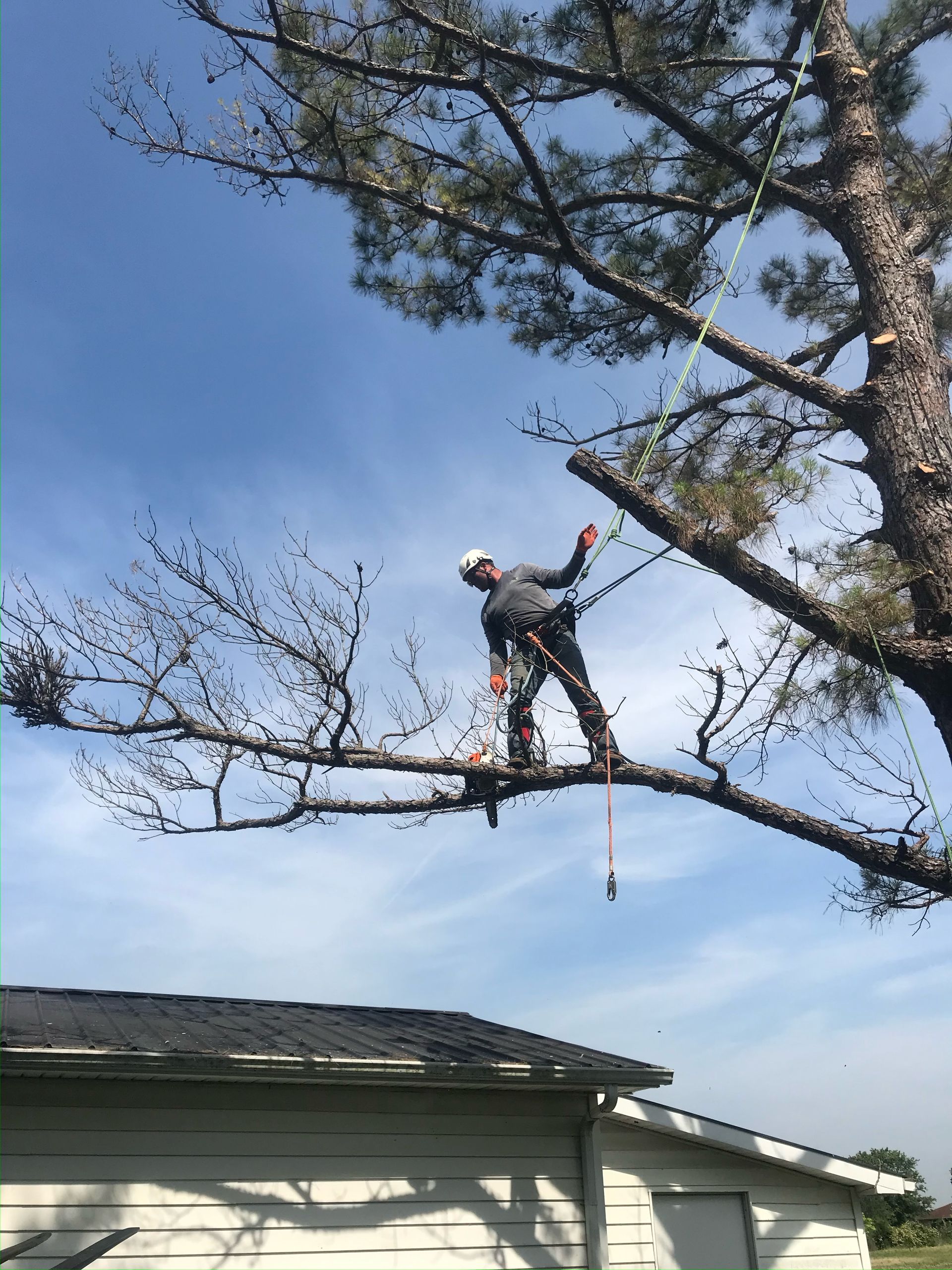 Tree Service Arrington, TN | Walsh's Landscaping & Lawn Care