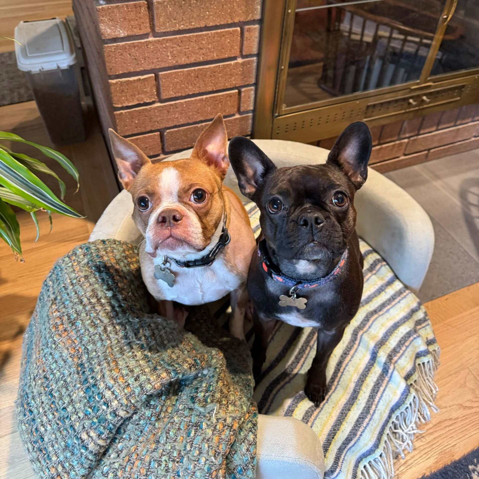 Image of two dogs sitting on a dog bed and facing at the camera.
