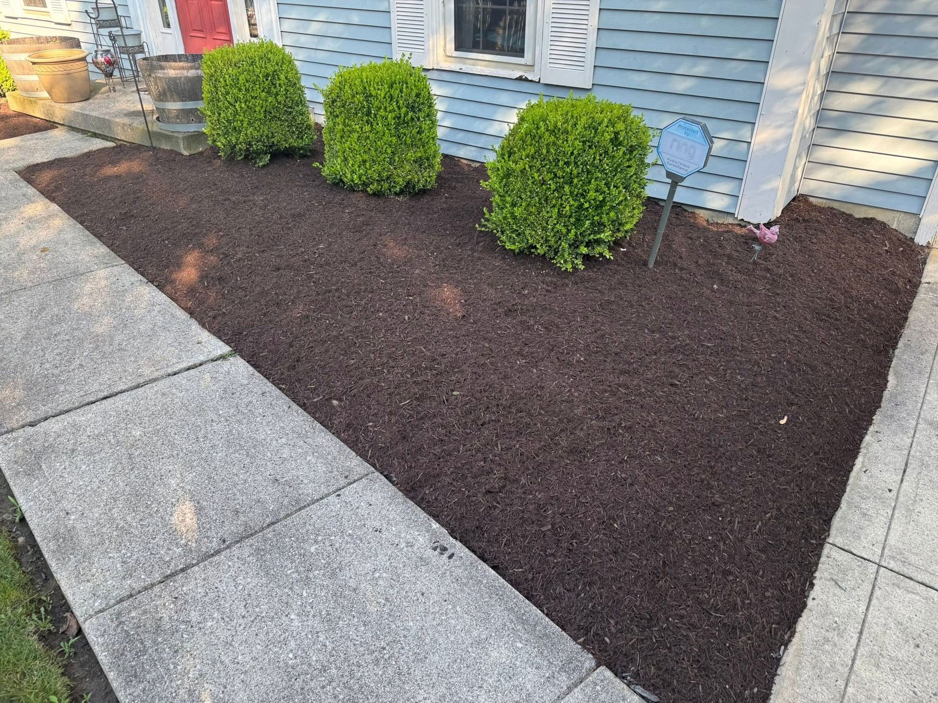 Landscaped front yard with dark mulch, three green shrubs, and concrete walkways beside a house