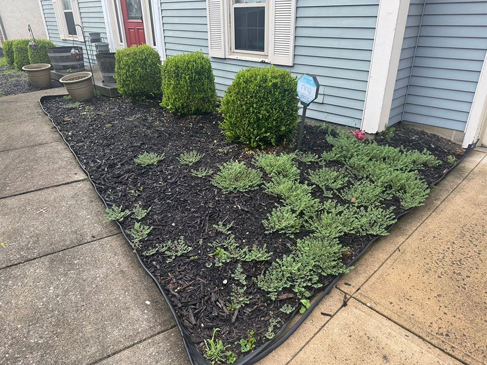 Front yard landscaping bed with small shrubs and mulch beside a house and sidewalk.
