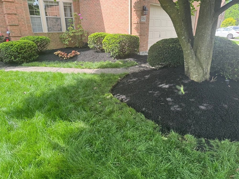 Front yard with green grass, shrubs by a brick house, and a tree with mulch at the base.