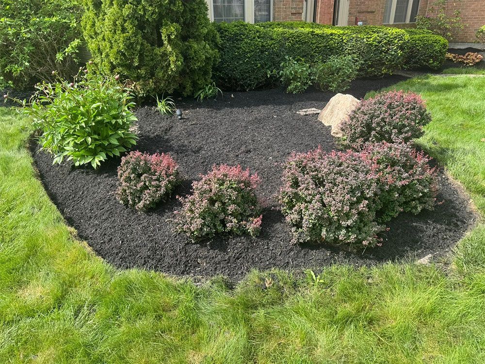 Mulched garden bed with pink flowering shrubs, a large rock, and green lawn border