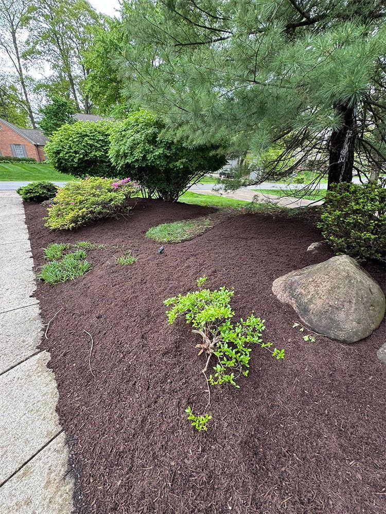 Mulched garden bed with small shrubs, stone edging, and a large rock beside a walkway