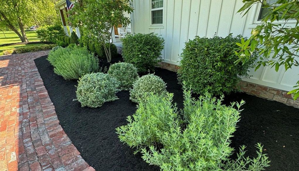 Landscape bed with black mulch, green shrubs, and a red brick walkway beside a white house