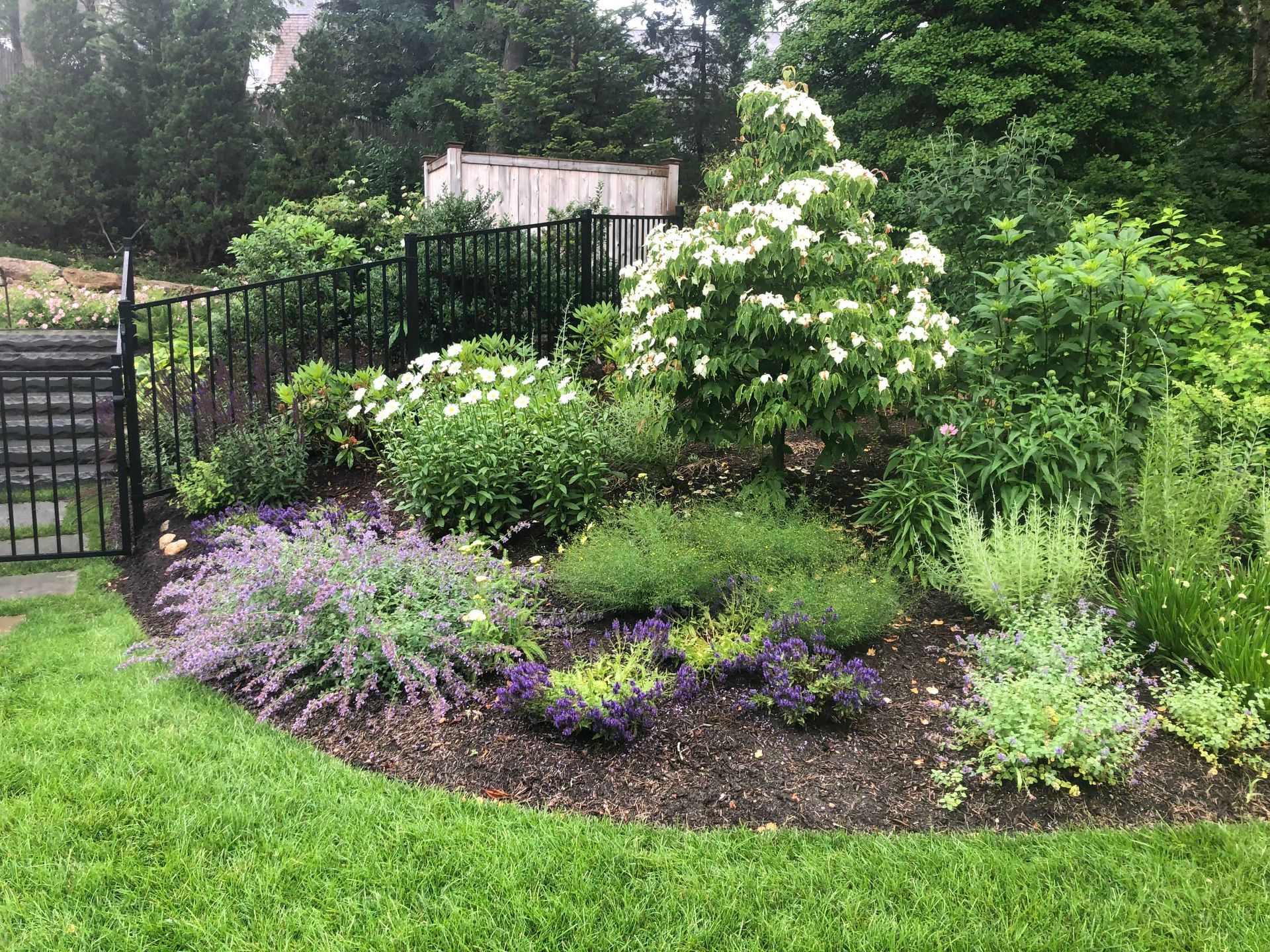 A garden bed with purple flowering plants and a white-blooming shrub, bordered by a black fence and a manicured lawn.