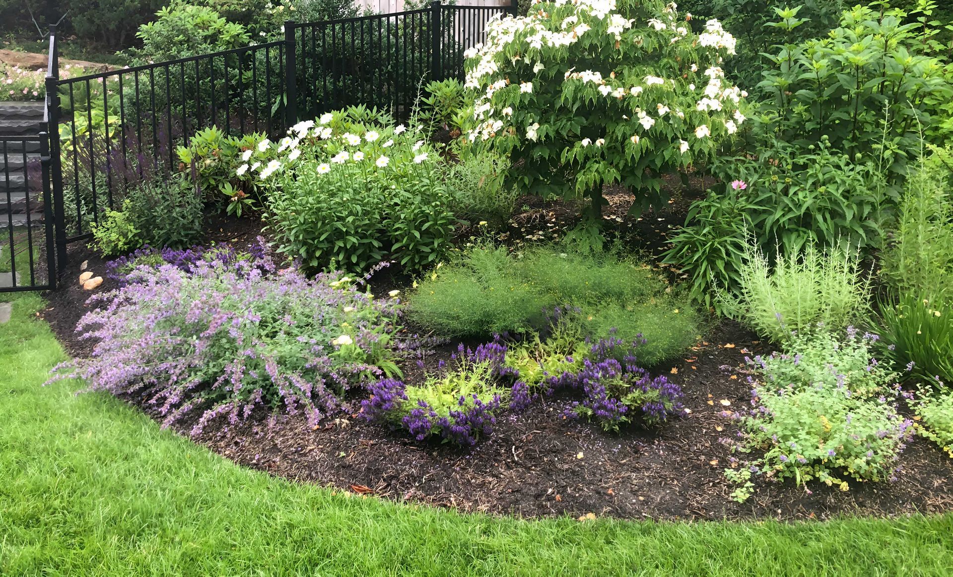 A lush garden bed features a flowering white dogwood tree, purple lavender, and green shrubs against a black metal fence.